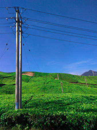 tea plantation ciwidey, Indonesiaの写真素材