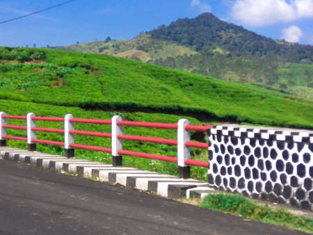 Natural view of the tea garden,plantation ciwidey indonesia.の写真素材