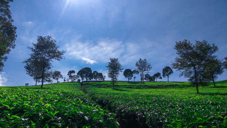 Malabar tea plantation, Malabar tea plantation located in Pangalengan area, West Java, Indonesiaの写真素材