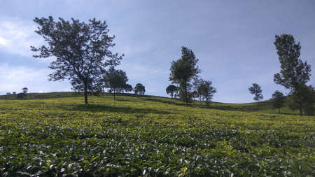 Malabar tea plantation, Malabar tea plantation located in Pangalengan area, West Java, Indonesiaの写真素材