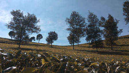 Malabar tea plantation, Malabar tea plantation located in Pangalengan area, West Java, Indonesiaの写真素材