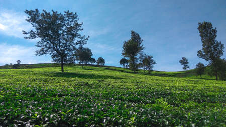 Malabar tea plantation, Malabar tea plantation located in Pangalengan area, West Java, Indonesiaの写真素材