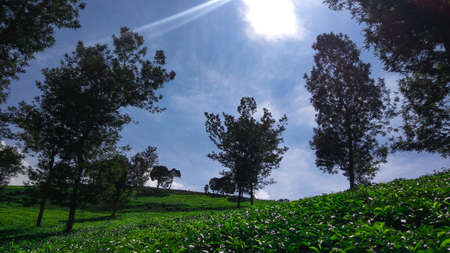 Malabar tea plantation, Malabar tea plantation located in Pangalengan area, West Java, Indonesiaの写真素材