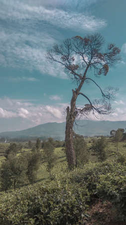 Malabar tea plantation, Malabar tea plantation located in Pangalengan area, West Java, Indonesiaの写真素材