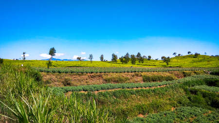 one of the tourist destinations located in the pangalengan area, Bandung Regency, with beautiful views of tea plantations that spoil the eyes of pangalengan , Indonesiaの写真素材