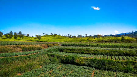 one of the tourist destinations located in the pangalengan area, Bandung Regency, with beautiful views of tea plantations that spoil the eyes of pangalengan , Indonesiaの写真素材