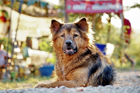 Dog looking の写真素材