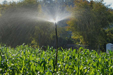 Irrigation  Corn by Springer の写真素材