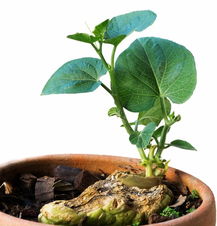 Chayote grown in pots.