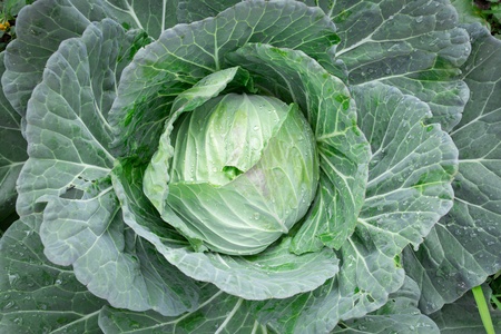 Cabbageの写真素材