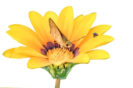  Butterfly on Flower