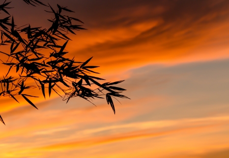 bamboo leaf the sky after sunset の写真素材