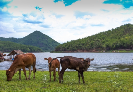 Ox lake sideの写真素材