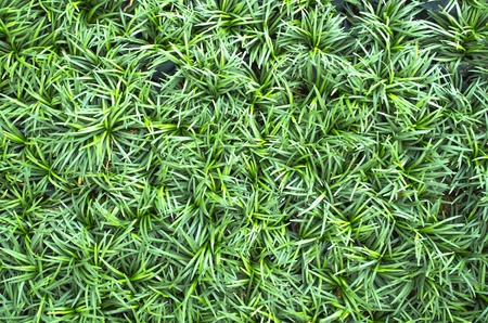 grass texture 