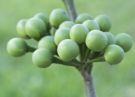 Pea eggplantの写真素材