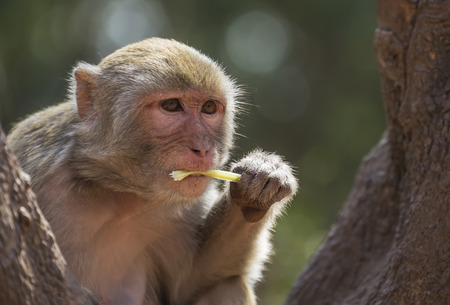 Monkey eating and looking の写真素材