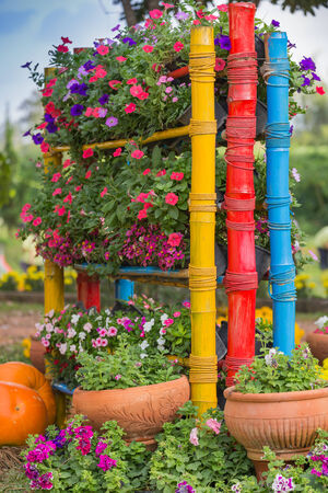 etunias in pots on shelves の写真素材