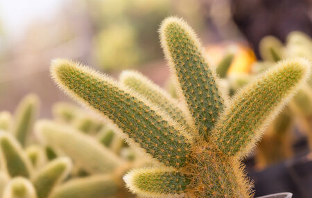 close up of cactusの写真素材