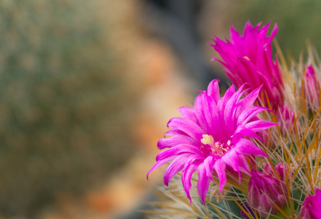close up of pink cactus flower.の写真素材