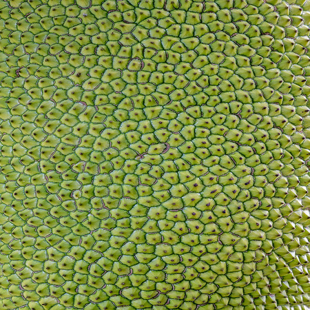 Texture of a Jack...