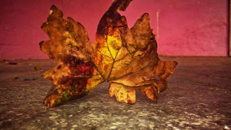 Photo of one of the fallen leaves in autumn in shades of yellow.