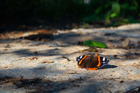 butterfly on the groundの写真素材