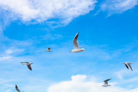 seagulls on the skyの写真素材