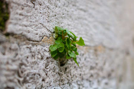 A plant on the wall