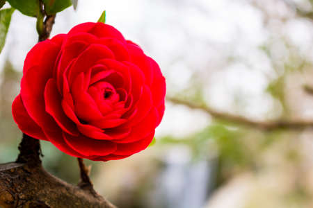 Red rose on the branchの写真素材