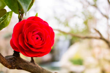 Red rose on the branchの写真素材