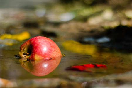 an apple in the puddleの写真素材