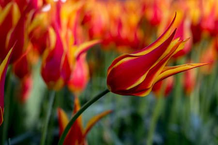 red and yellow tulip in focus