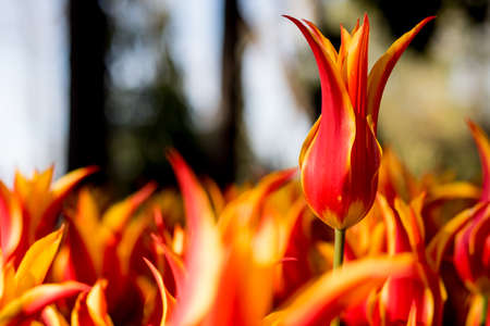 red and yellow tulip in focusの写真素材