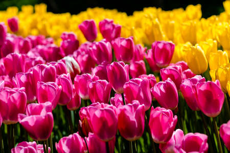 Pink tulips in focus in the parkの写真素材