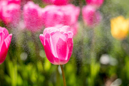 Pink tulips in focus in the parkの写真素材