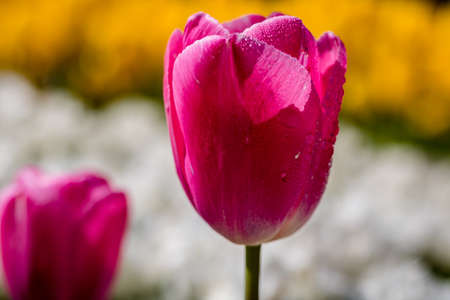 Pink tulips in focus in the park