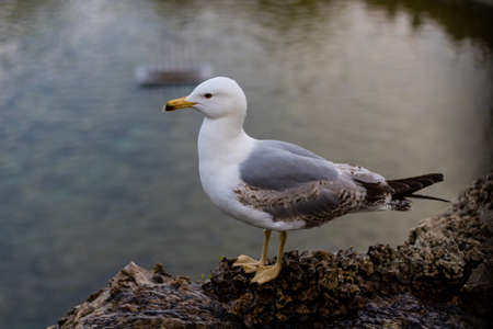 Seagull perched on the rock in the pondの写真素材