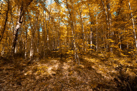 forest at autumn with fallen leaves on the ground