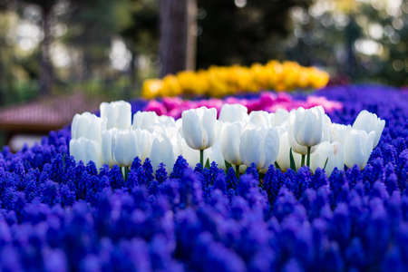 White Tulips in the parkの写真素材