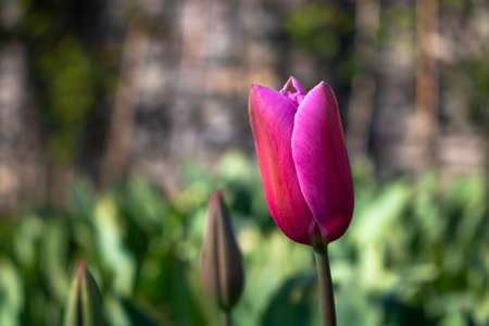 Pink tulip in focus in the park