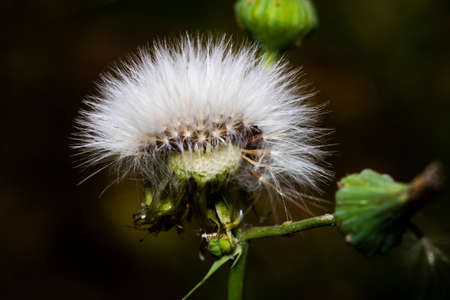 Dandelion in focusの写真素材