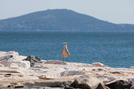 Seagull perched on the rocks near the sea and island on the backgroundの写真素材