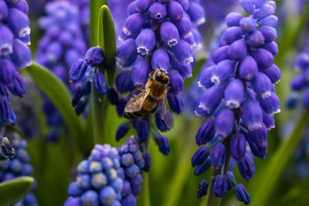 Bee and Hyacinthsの写真素材