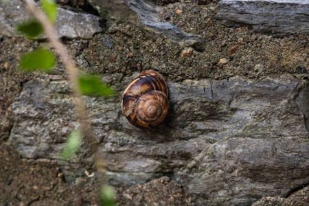 Snail shell on the wallの写真素材