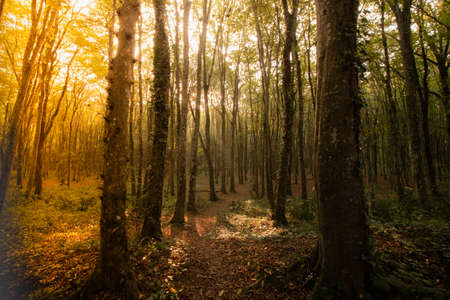 forest at autumn with fallen leaves on the ground