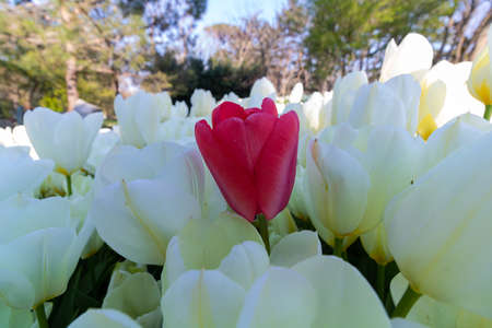 Pink tulip in the white tulips
