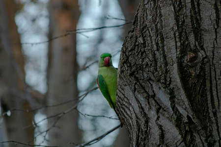 Green parrot on the branchの写真素材