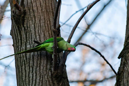 Green parrot on the branch