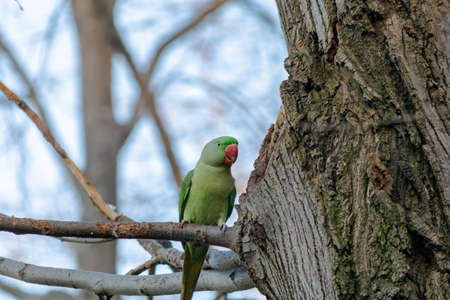 Green parrot on the branch