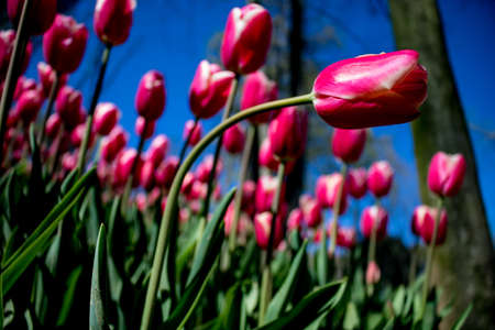 Pink tulips in focus in the parkの写真素材